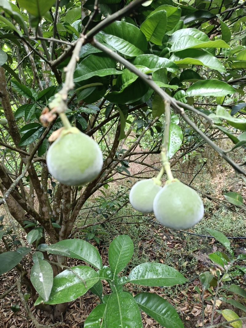 橘红果