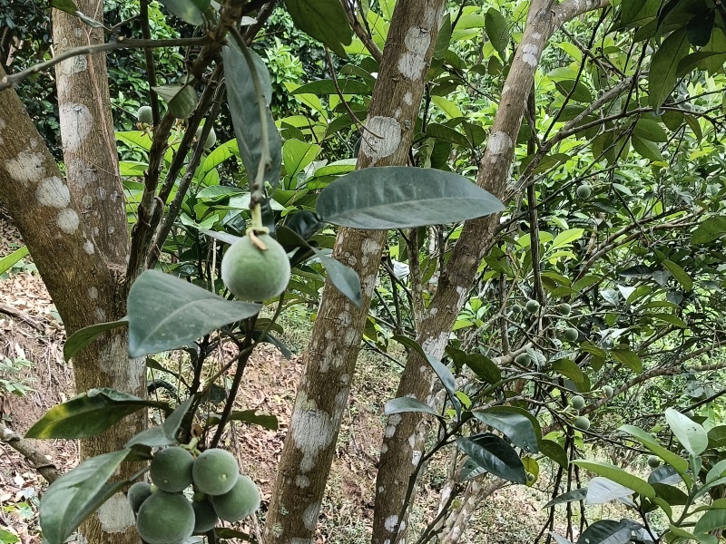 橘红果