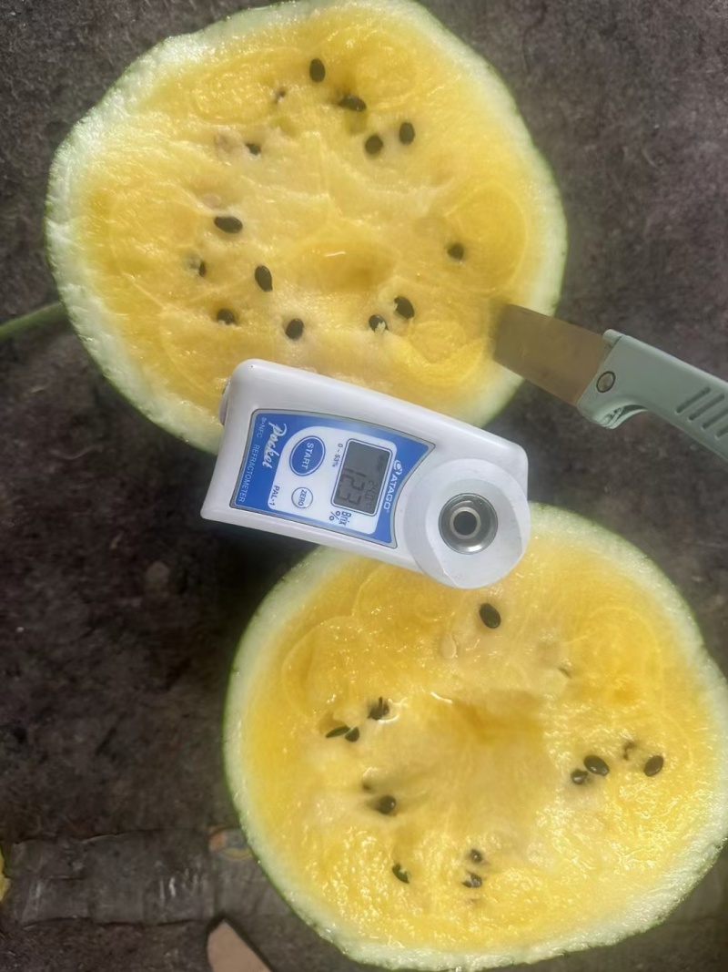 精品特小凤，产地一手货源，现摘现发，品质**，合作共赢