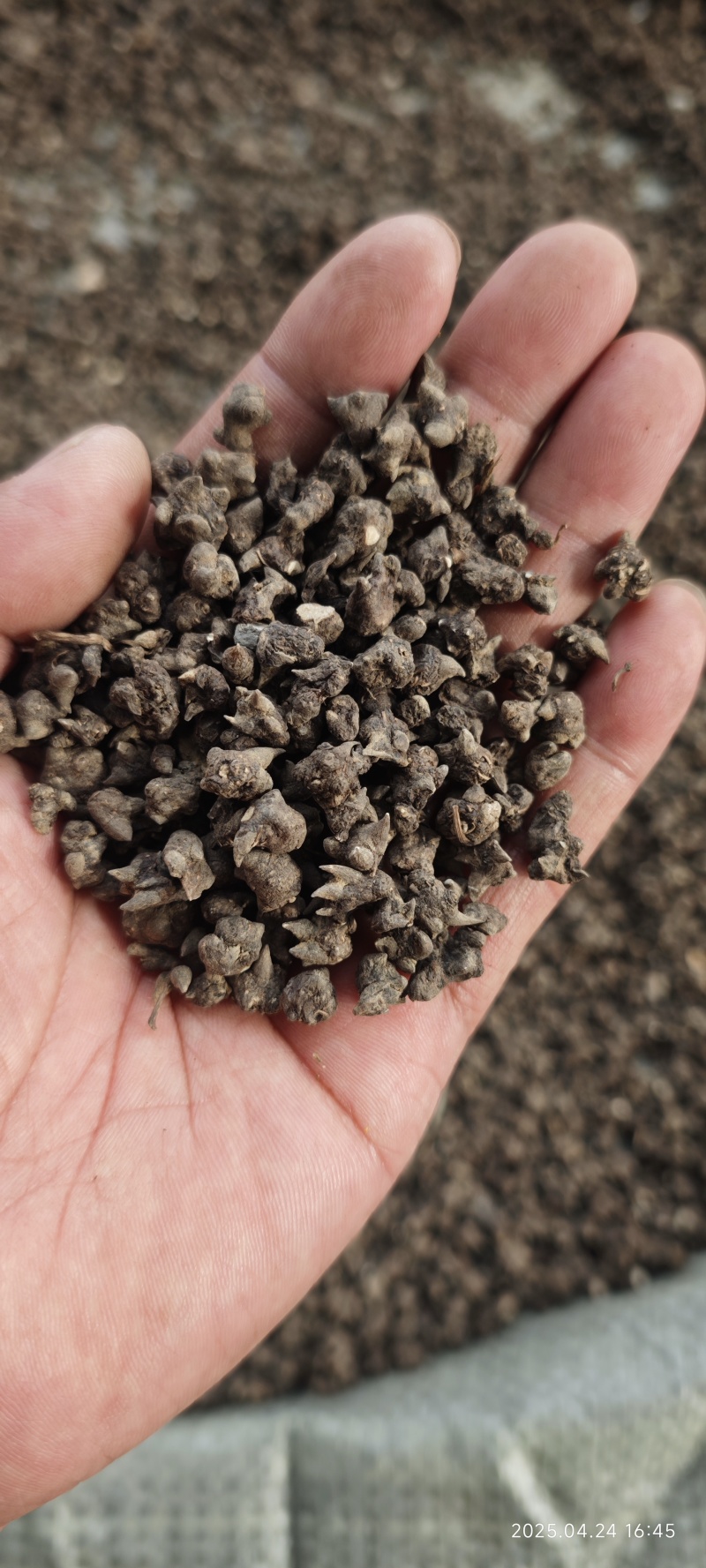 正宗野生/家种/猫爪草刚产新中药材猫爪草/泡茶良品
