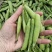 湖北新豌豆大量上市，中豌9号，双11货源充足欢迎联系