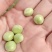 湖北新豌豆大量上市，中豌9号，双11货源充足欢迎联系