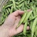 湖北新豌豆大量上市，中豌9号，双11货源充足欢迎联系