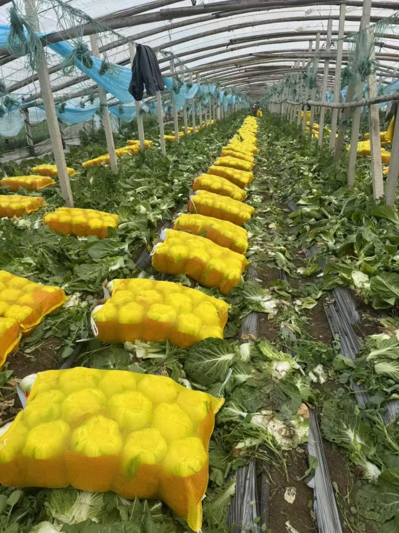 平度陆地黄心白菜大量上市对接全国市场