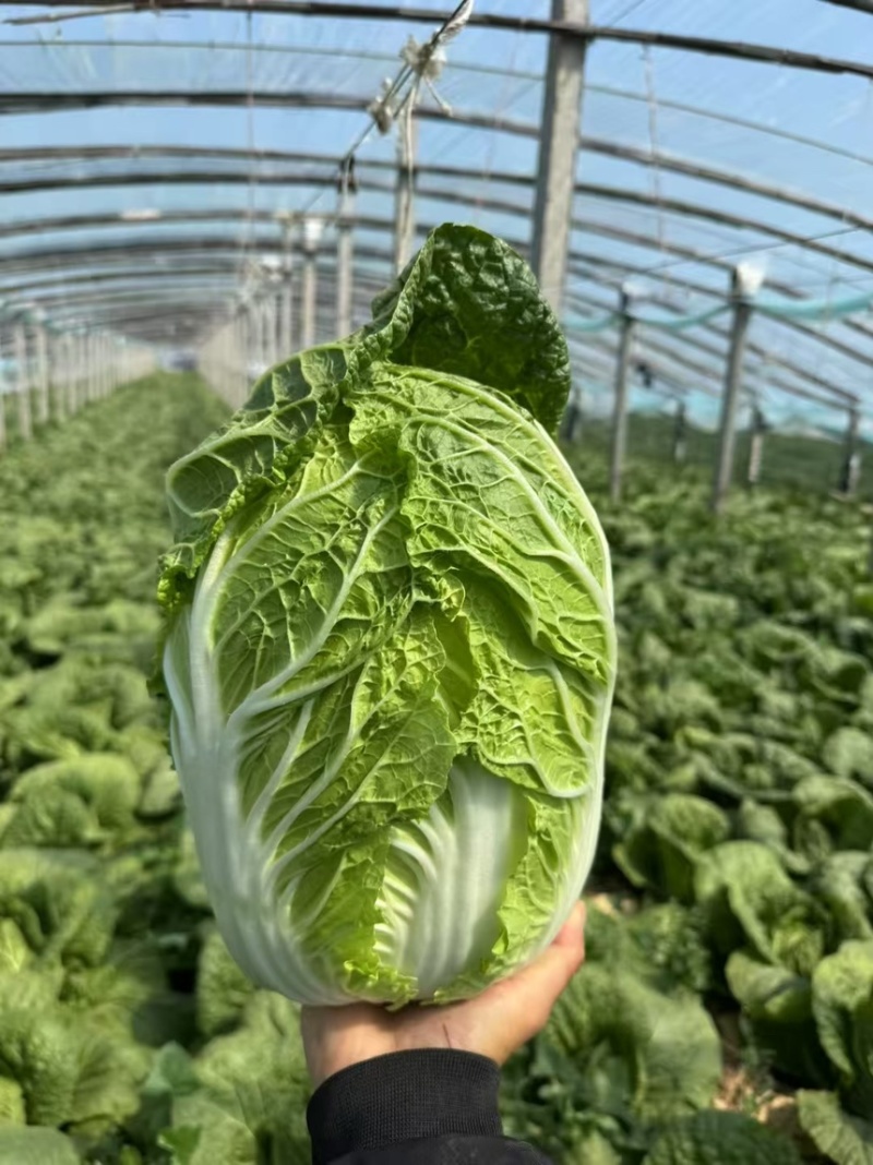 平度白菜上市对接全国市场➕商超➕电商平台🟰加工厂