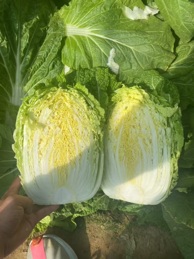 平度白菜上市对接全国市场➕商超➕电商平台🟰加工厂
