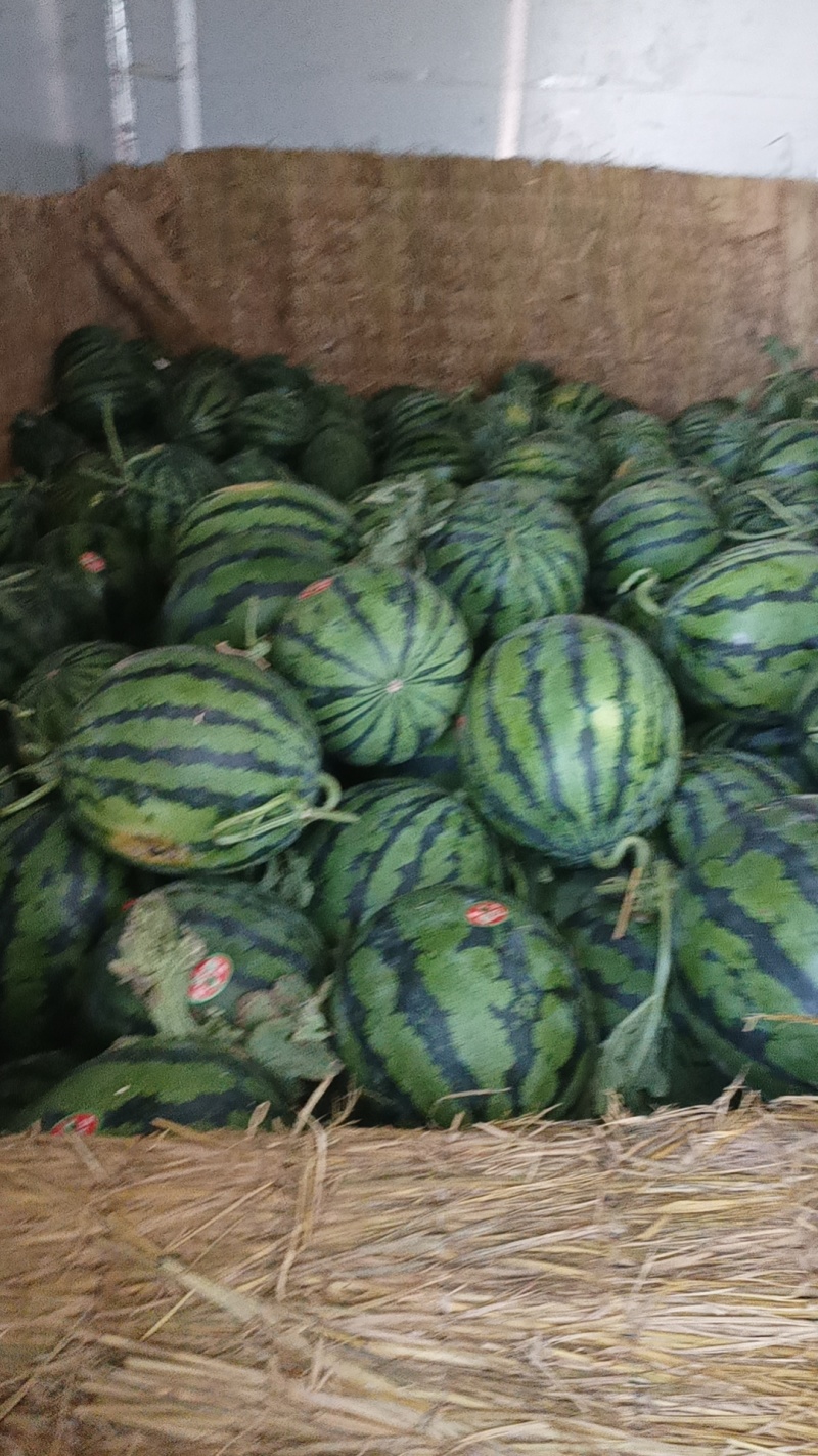 河南濮阳精品甜王西瓜五一大量上市货源充足