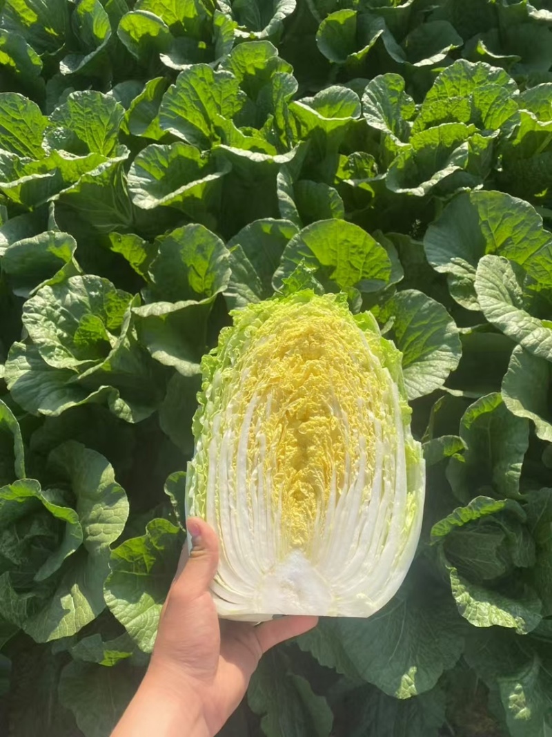 山东平度黄心白菜专业打冷精包加工