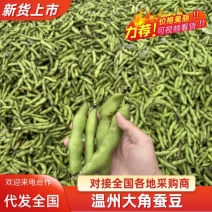 江苏蚕豆/海门品蚕/鲜嫩专业现摘当季新鲜蚕豆带壳