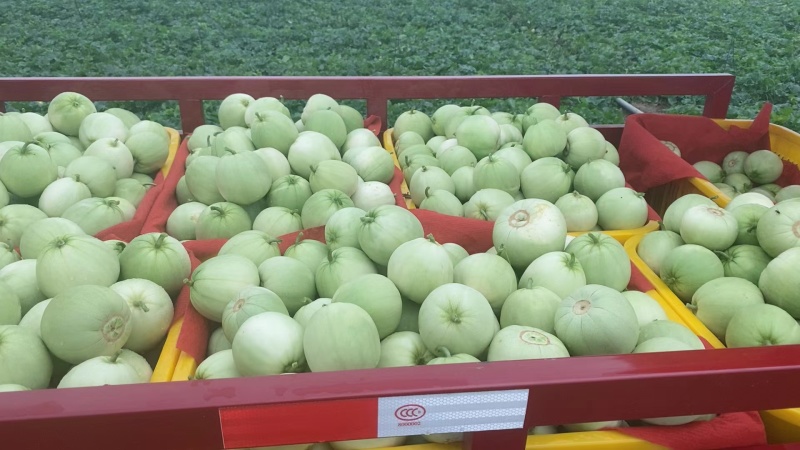 广蜜香瓜