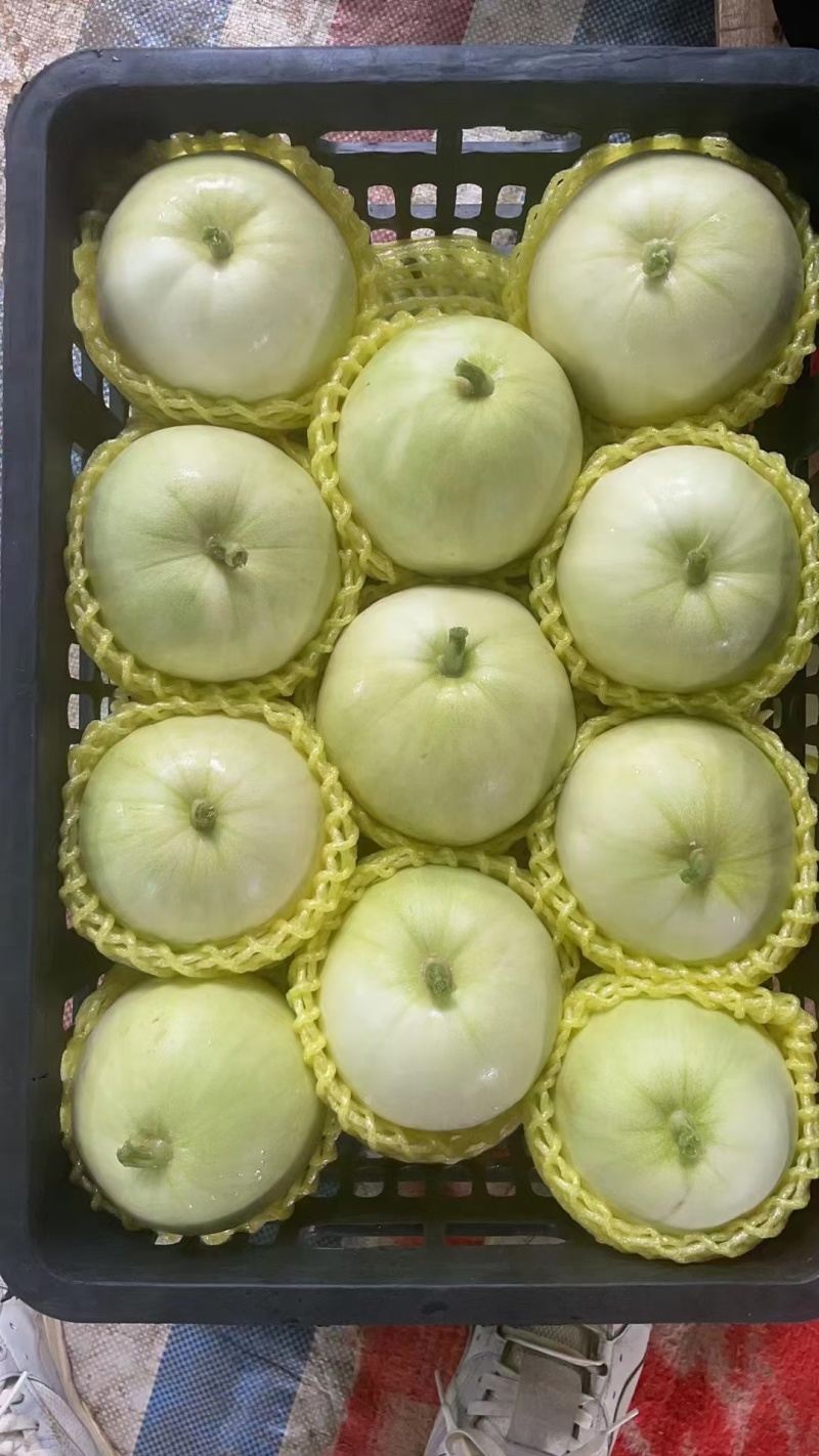 广蜜香瓜