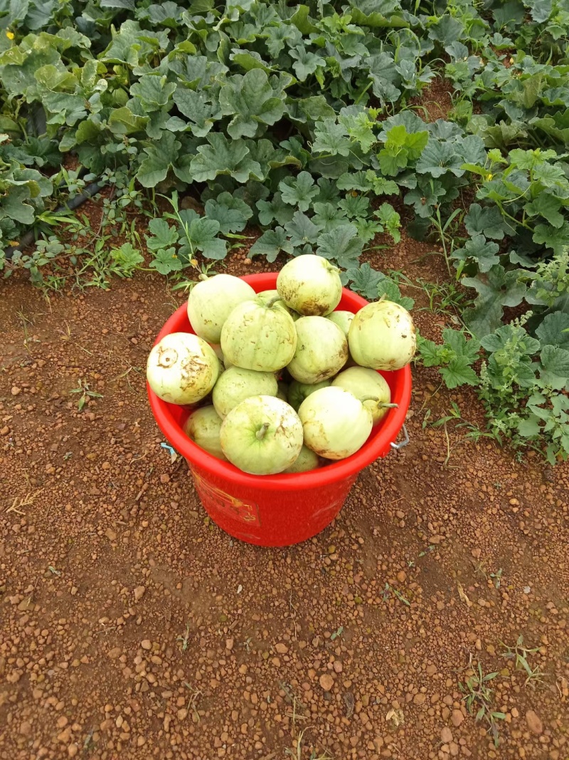 广蜜香瓜