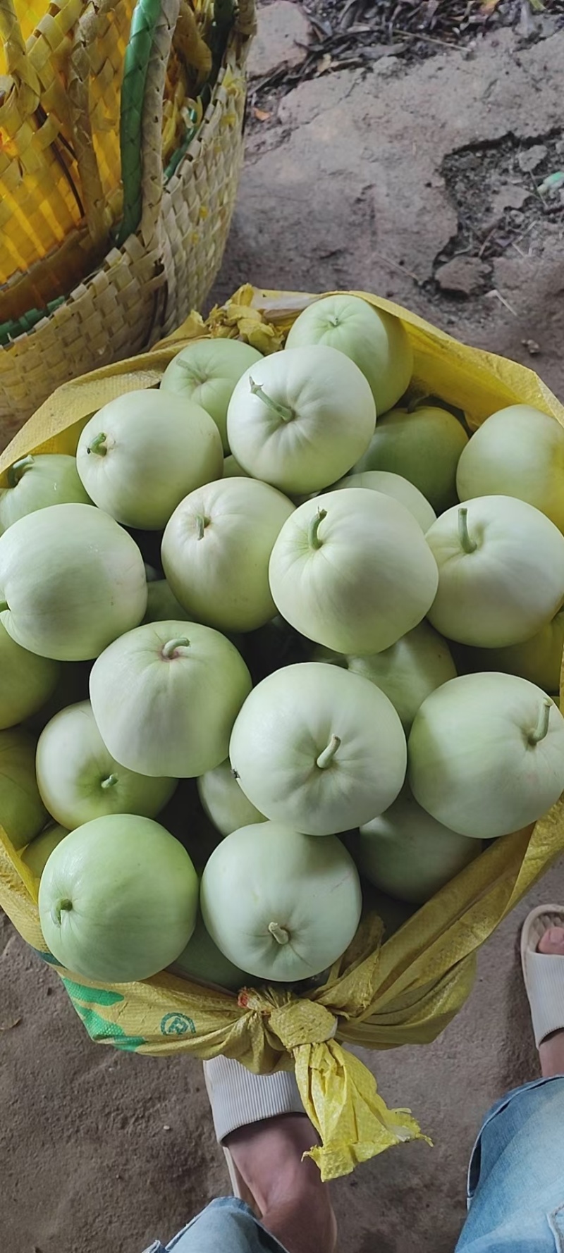 广蜜香瓜