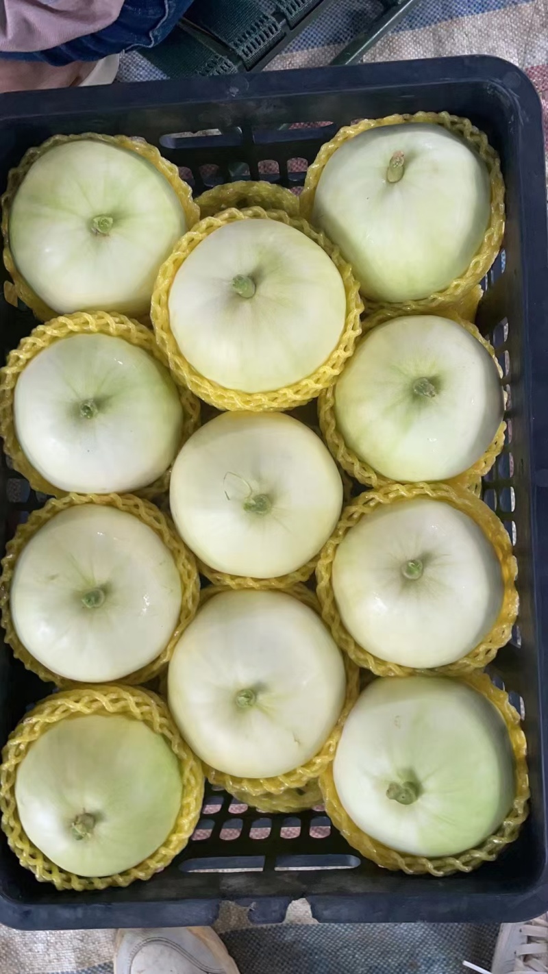 广蜜香瓜
