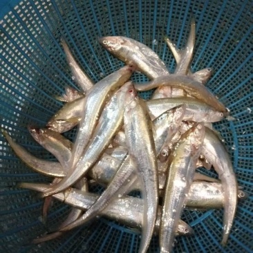 黄河刀鱼