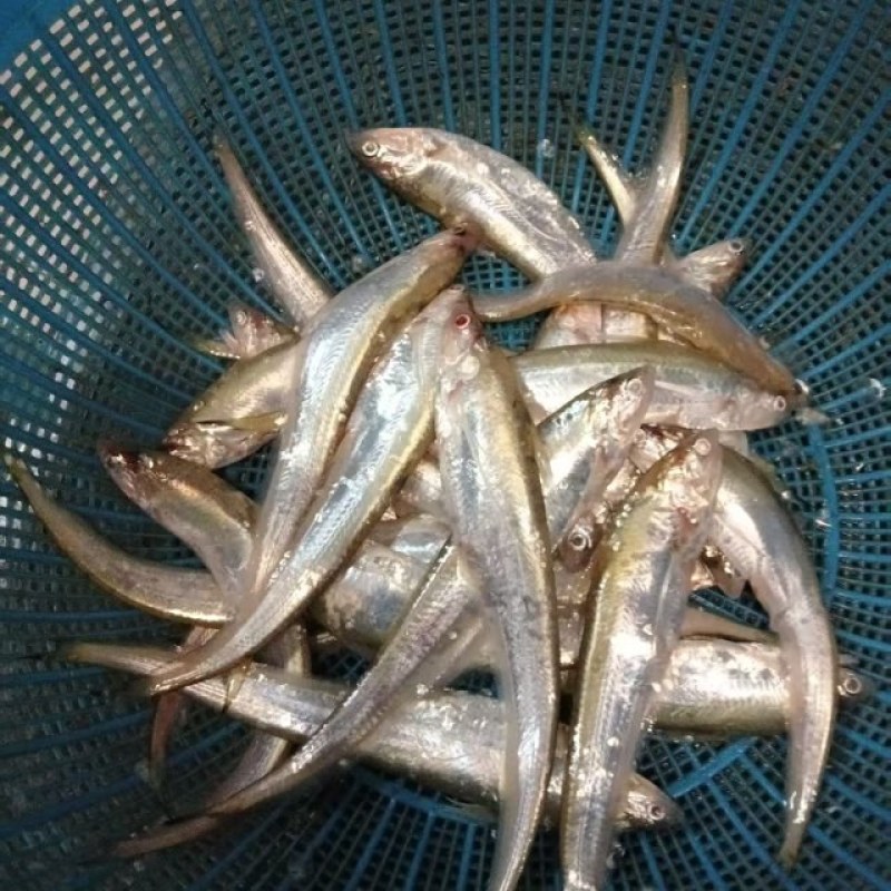 黄河刀鱼