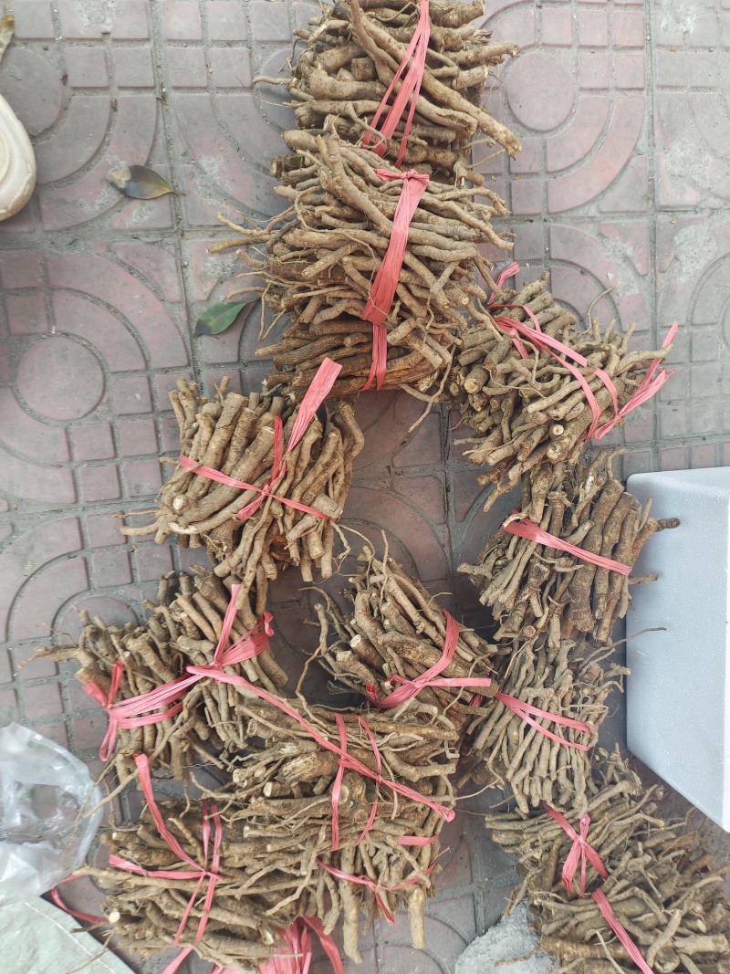 通草种根段裁剪好打捆好