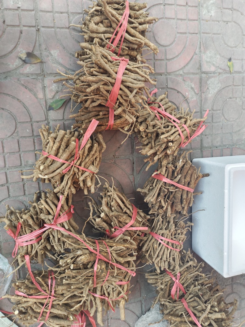 通草种根段裁剪好打捆好
