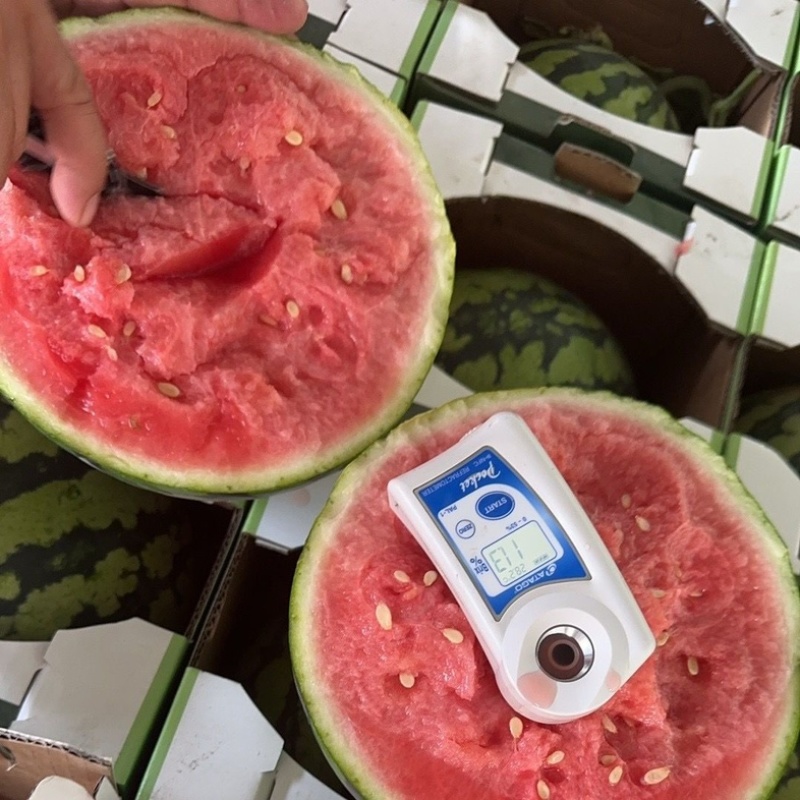 商丘夏邑头茬无籽美都不嫁接九成熟口感酥脆皮薄对接商超