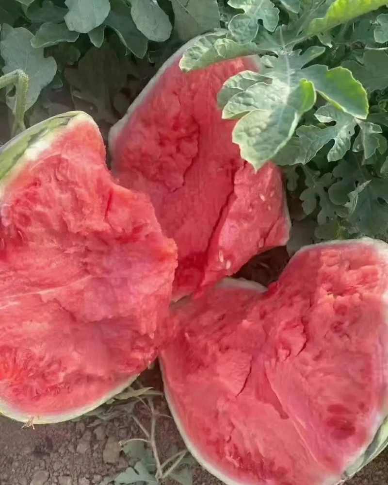 商丘夏邑头茬无籽美都不嫁接九成熟口感酥脆皮薄对接商超