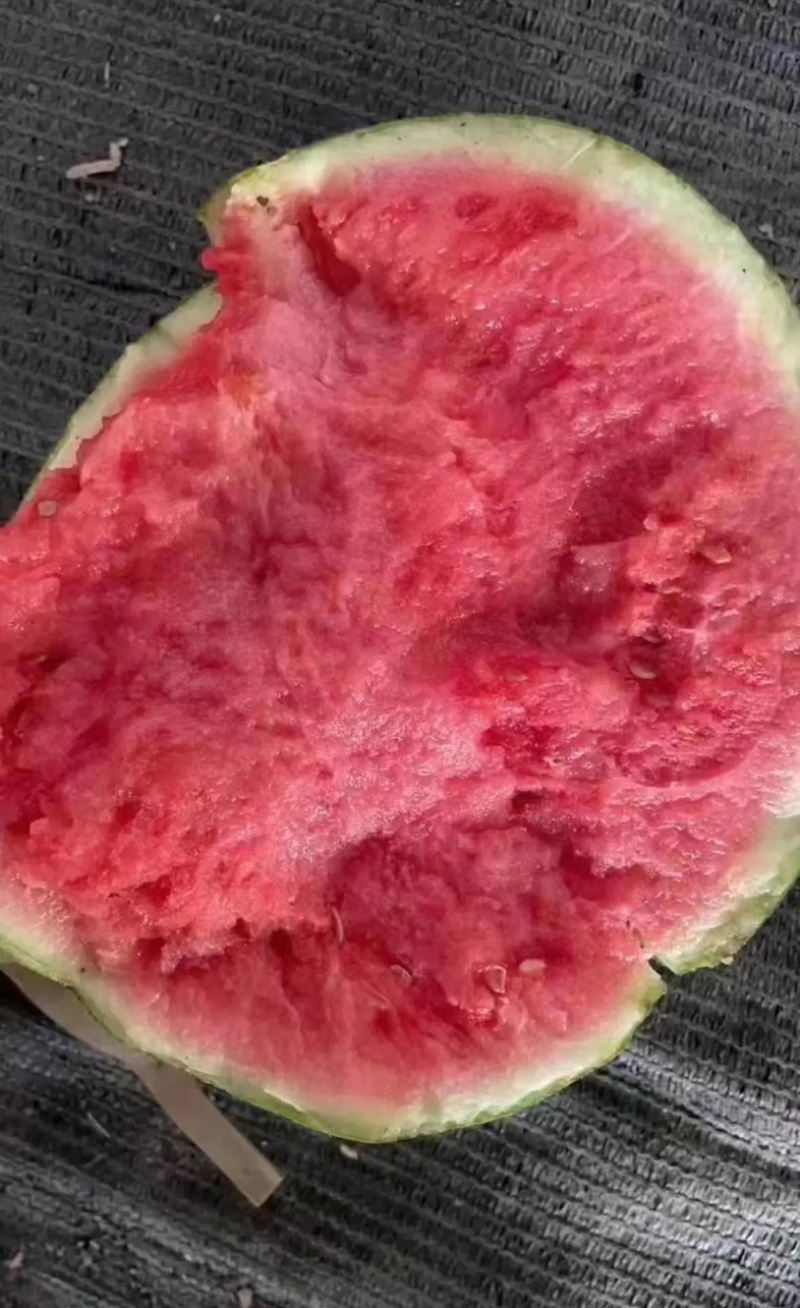 商丘夏邑头茬无籽美都不嫁接九成熟口感酥脆皮薄对接商超