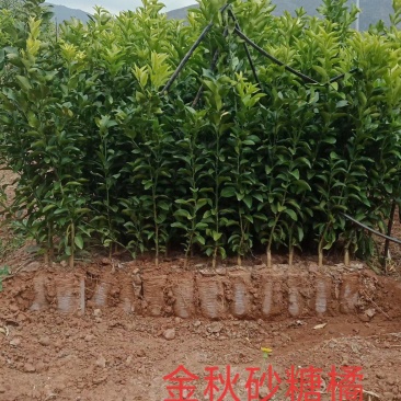 金秋砂糖橘苗香橙根金秋砂糖橘苗营养袋苗