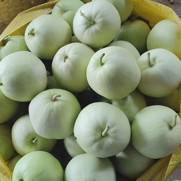 广蜜香瓜