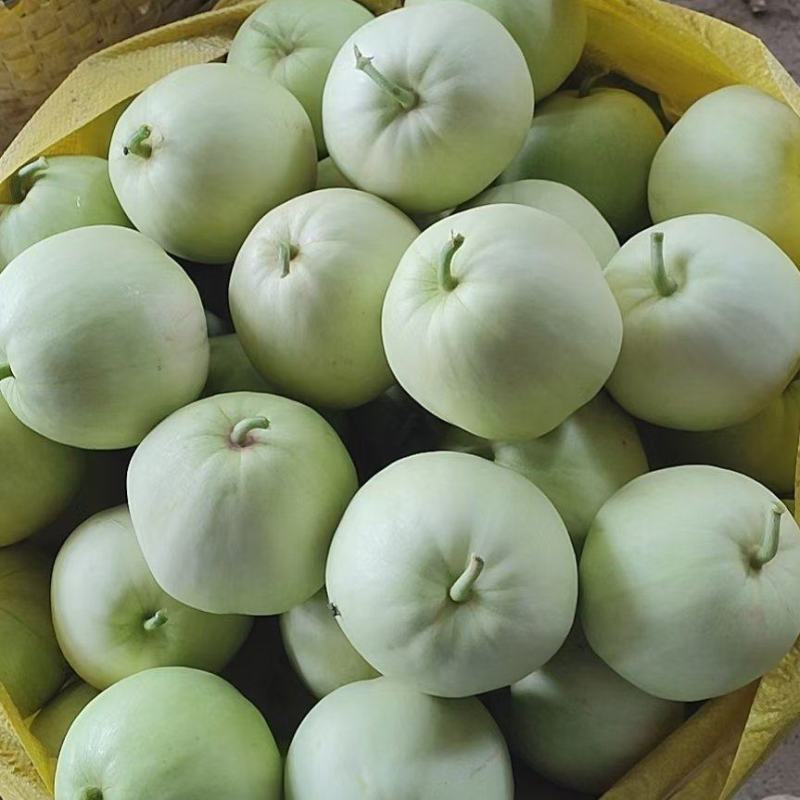 广蜜香瓜
