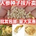 人参种子长白山人参种子中药材人参籽散装种子批发
