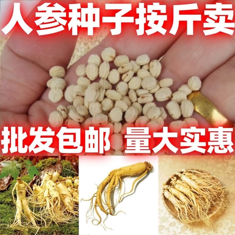 人参种子长白山人参种子中药材人参籽散装种子批发