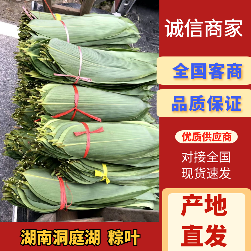 芦苇叶…湖南洞庭湖畔优质芦苇叶，当日现摘预冷发货