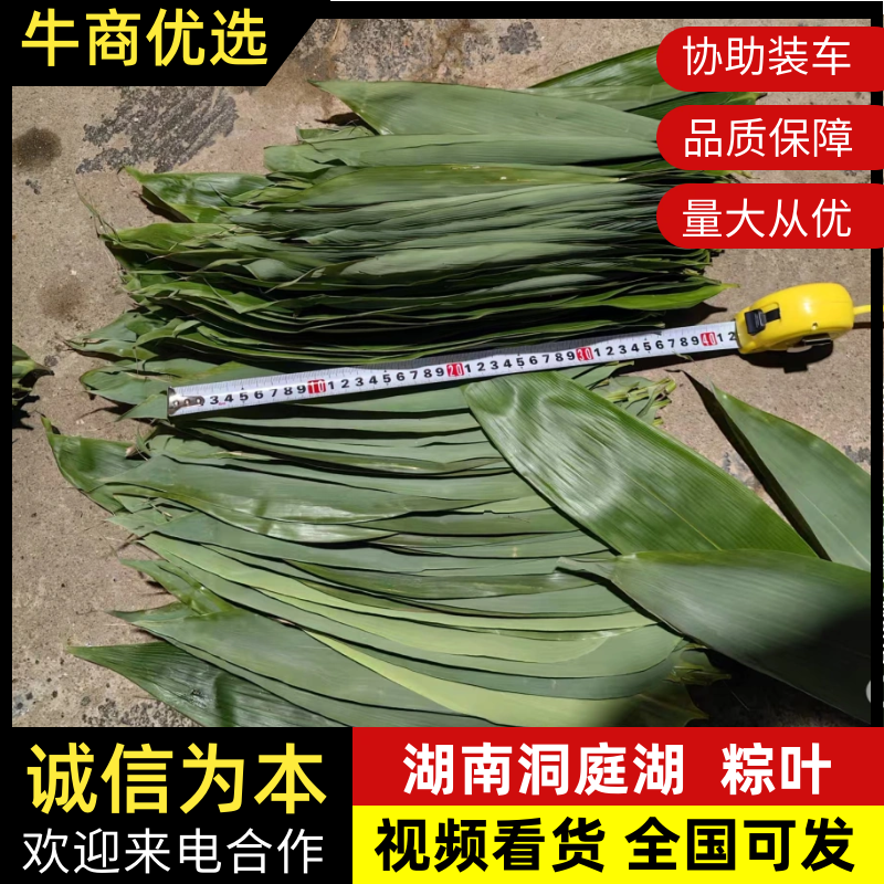 芦苇叶…湖南洞庭湖畔优质芦苇叶，当日现摘预冷发货