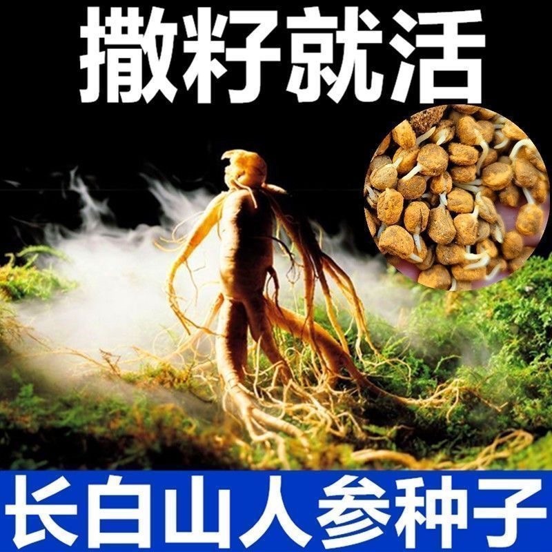 人参种子长白山人参种子中药材人参籽散装种子批发