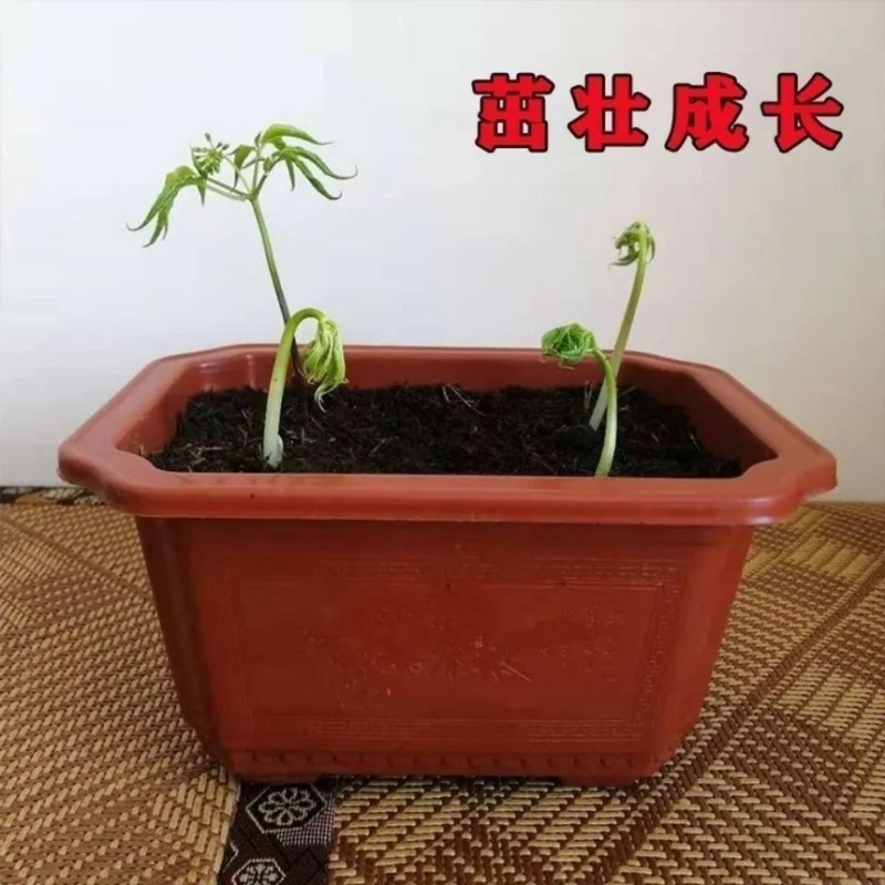 人参种子长白山人参种子中药材人参籽散装种子批发