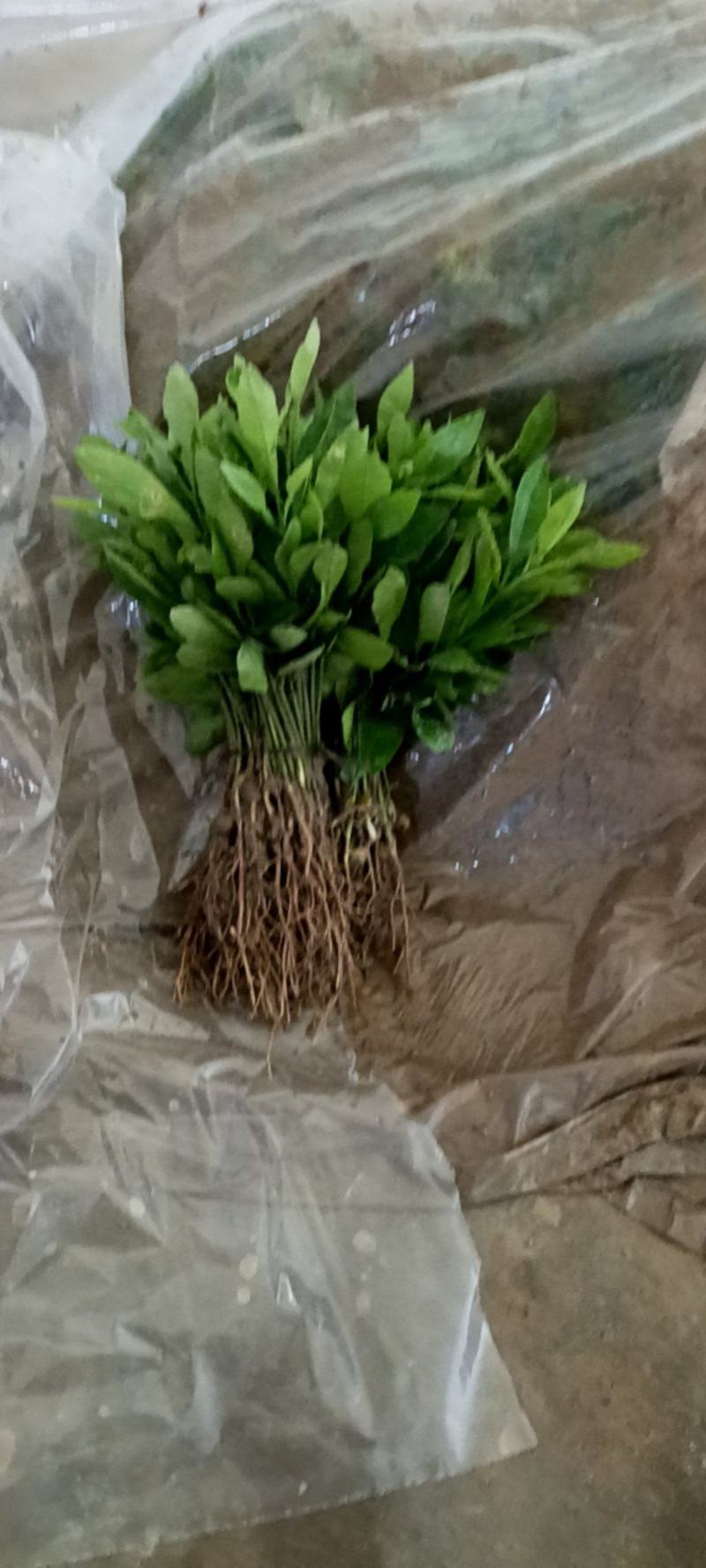香橙芽苗产地直销