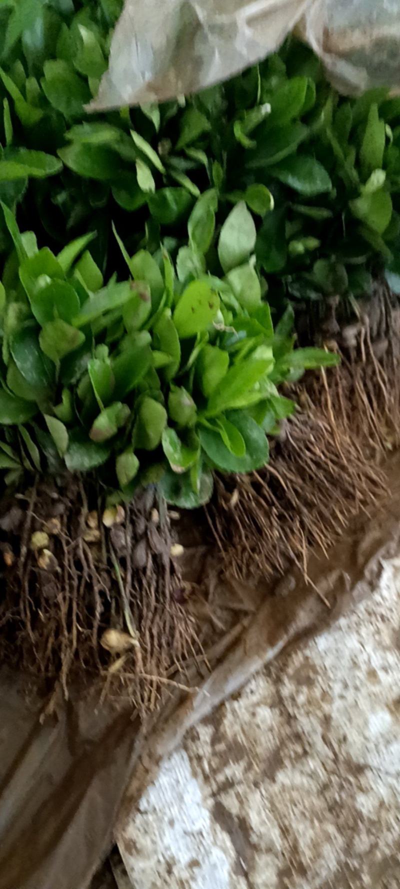 香橼芽苗产地直销
