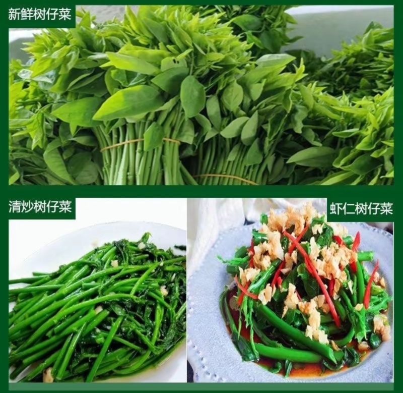 树仔菜