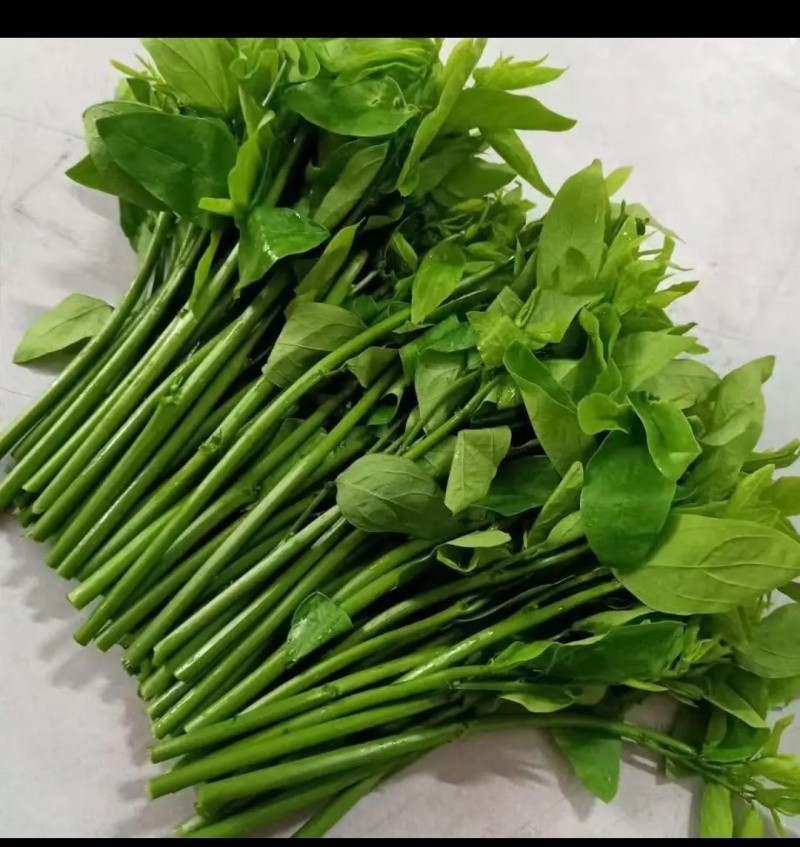 树仔菜