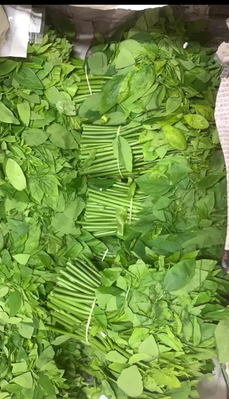 树仔菜