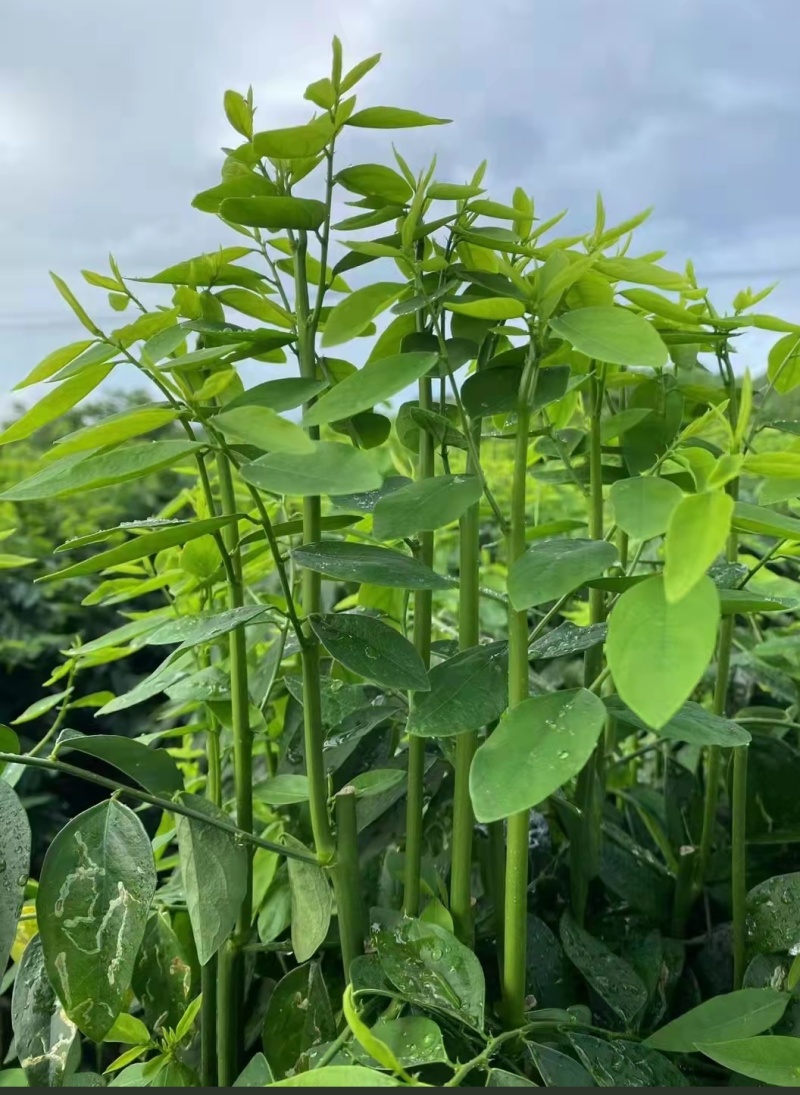 树仔菜