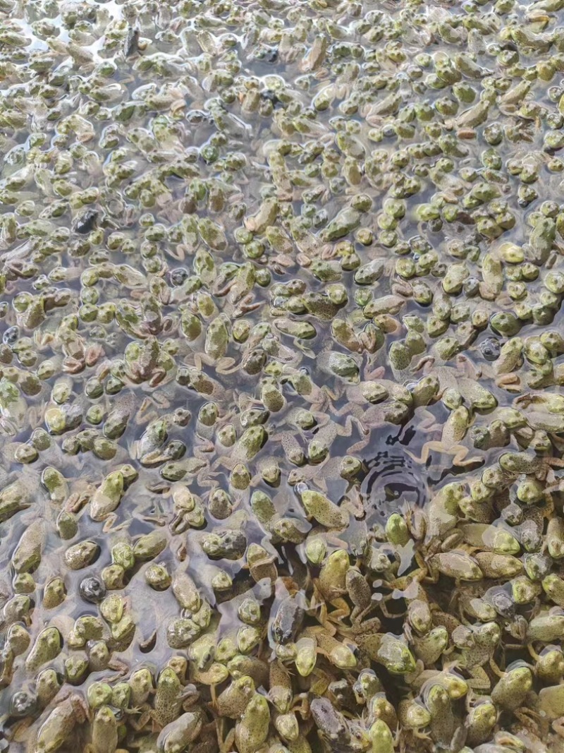 福建漳州非洲牛蛙小四脚品质保障欢迎询问