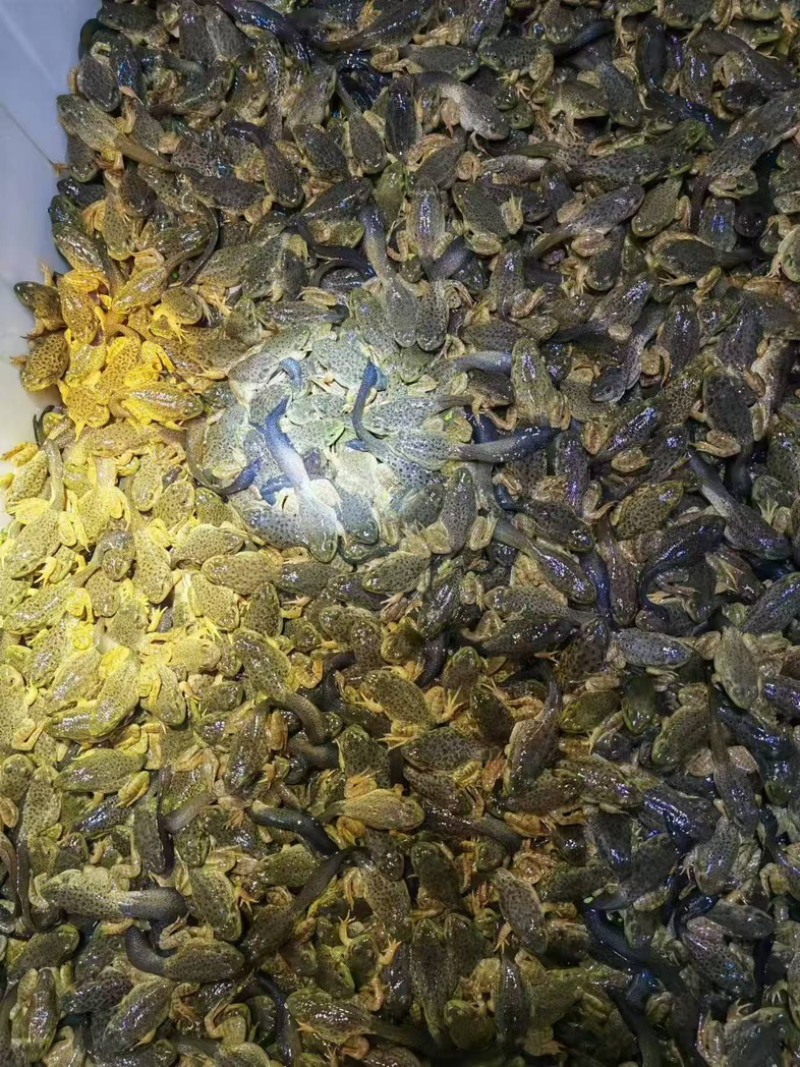 福建漳州非洲牛蛙小四脚品质保障欢迎询问