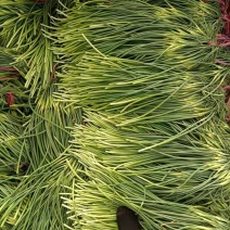 河北邯郸白帽蒜苔，长度60-70，可以长期预存！欢迎来电