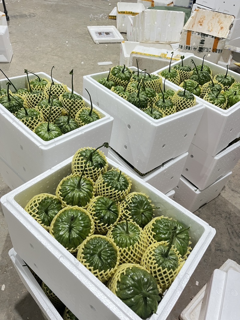 大顶苦瓜品质高价格优原产地一手货源新鲜有保证