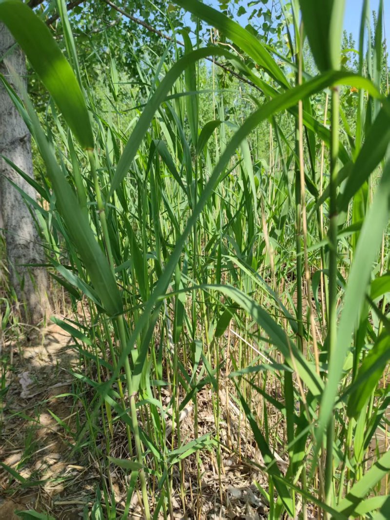 微山湖芦苇苗