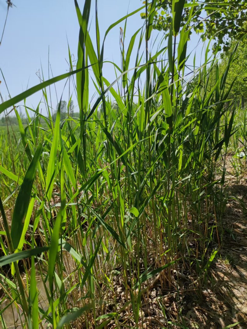 微山湖芦苇苗