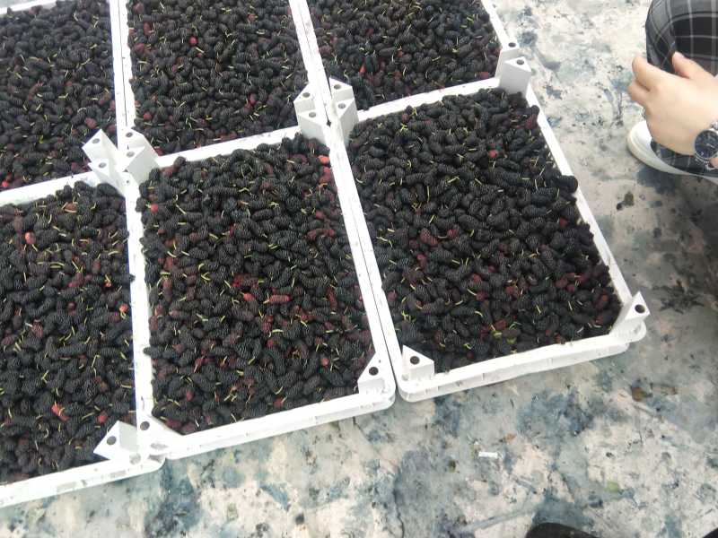 精品桑葚