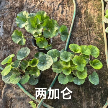 吴风草无风草大叶吴风草基地常年销售各种绿化苗木