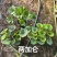 吴风草无风草大叶吴风草基地常年销售各种绿化苗木