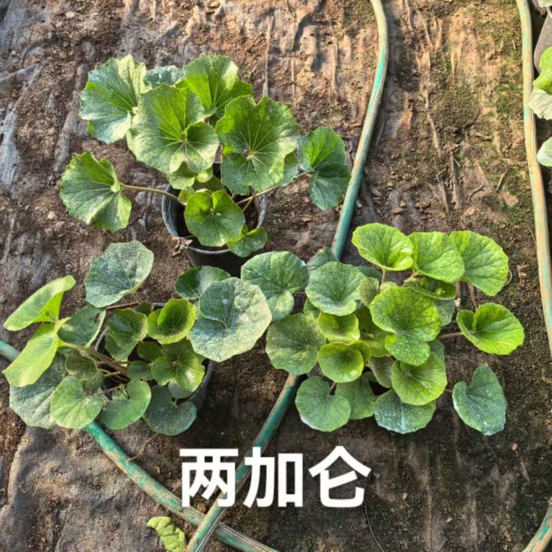 吴风草无风草大叶吴风草基地常年销售各种绿化苗木